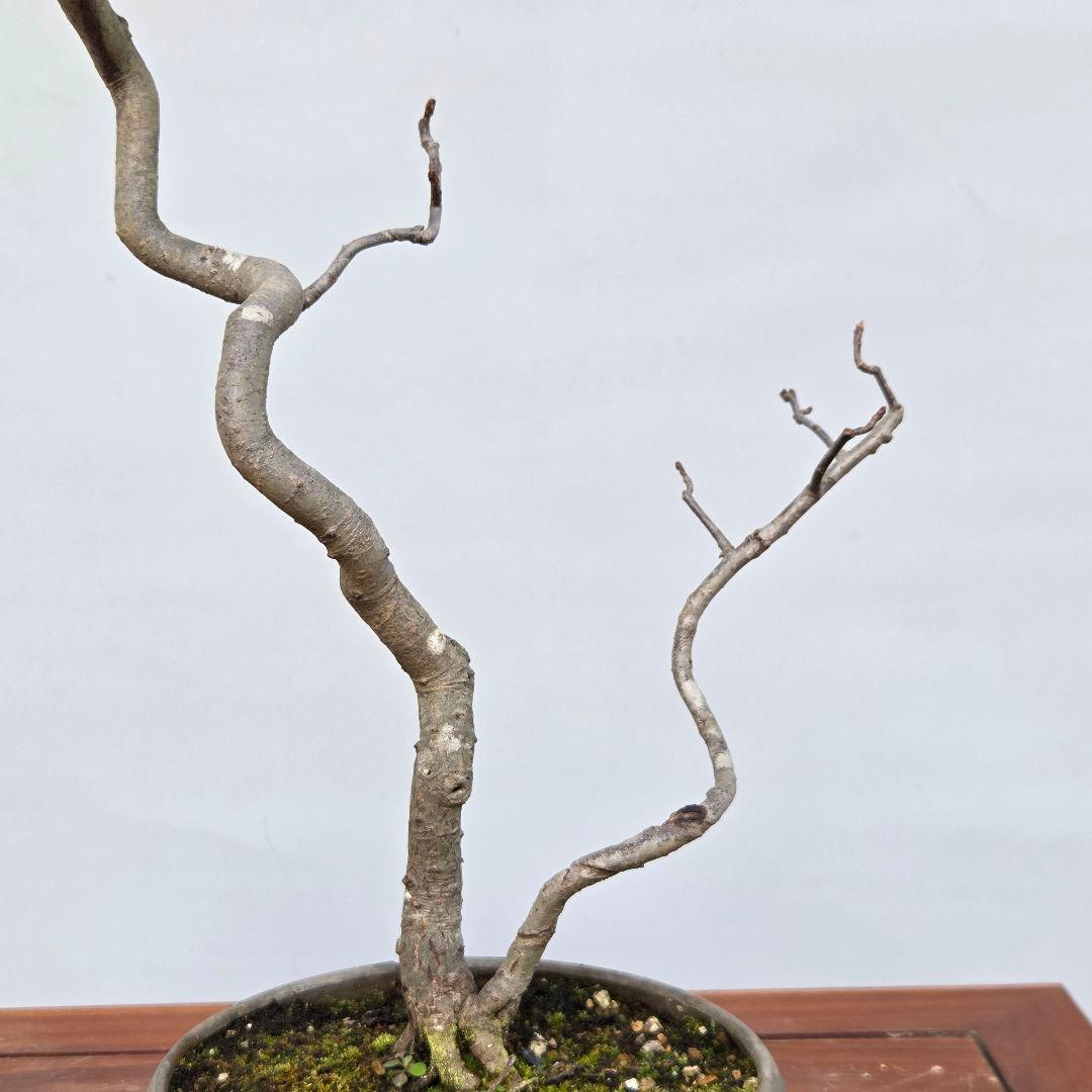 日本カマツカ　[双幹文人風木]　中品盆栽