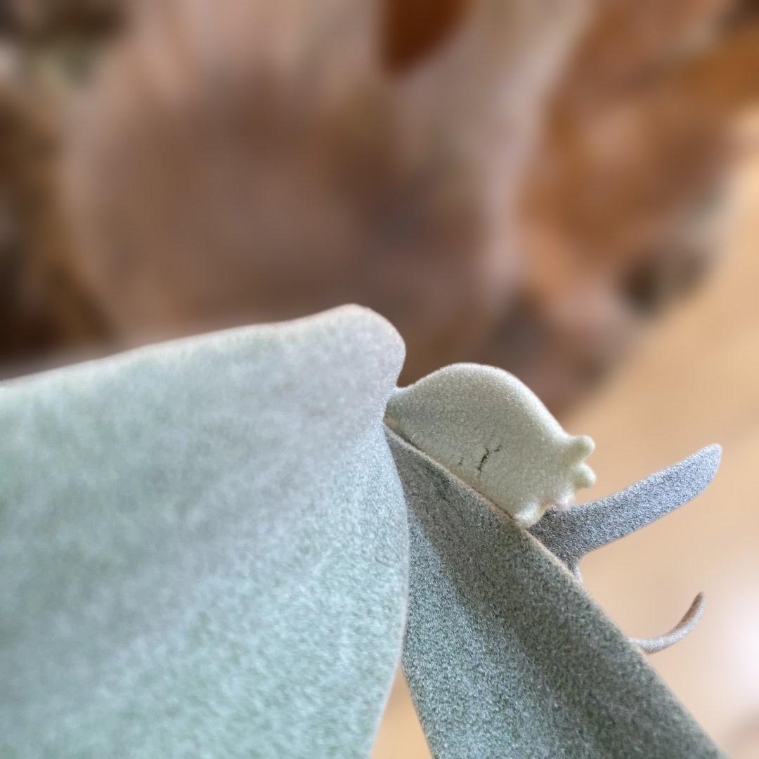 ビカクシダ P.White Vodka #2(from Yot)OC