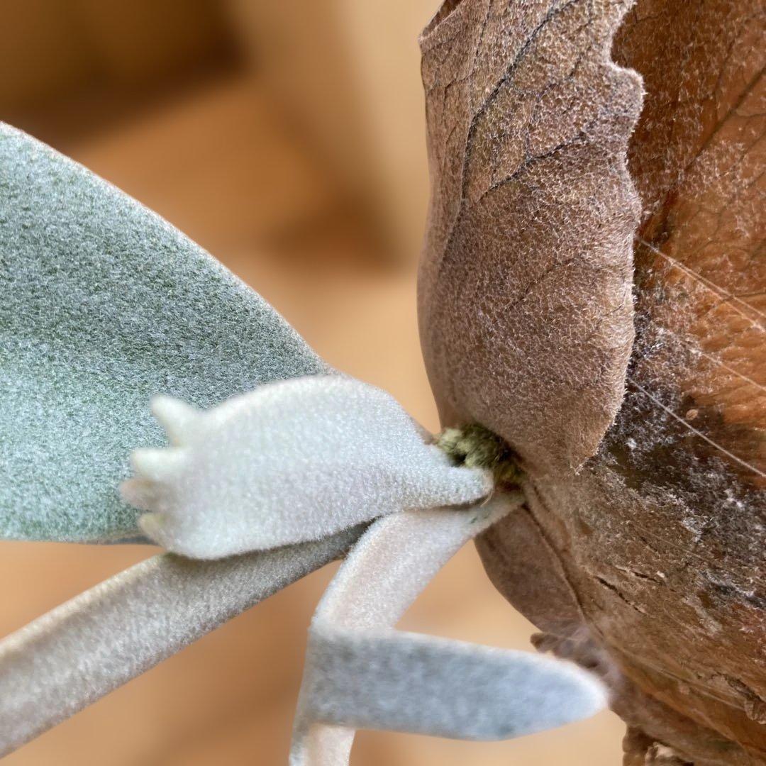 ビカクシダ P.White Vodka #2(from Yot)OC