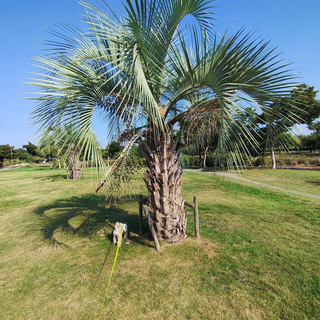 t*0様 本体のみ　訳あり破格　motorola edge 50s pro