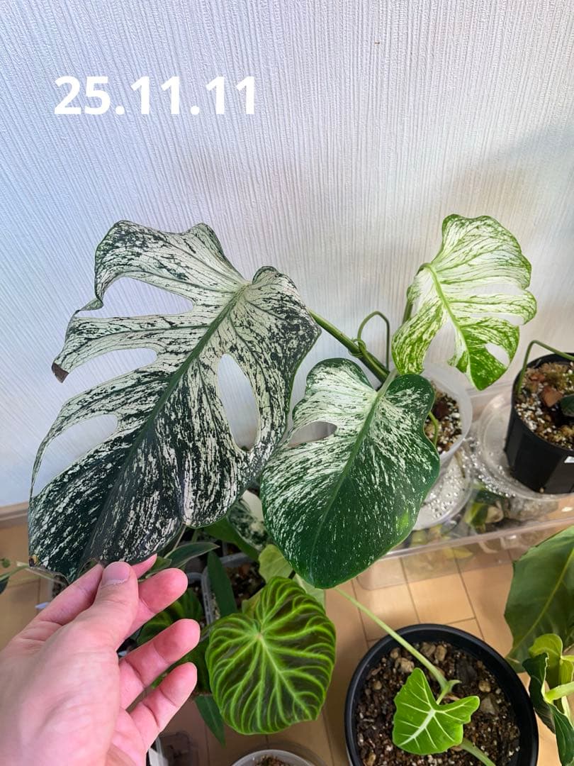 モンステラ デビルモンスター【その3】