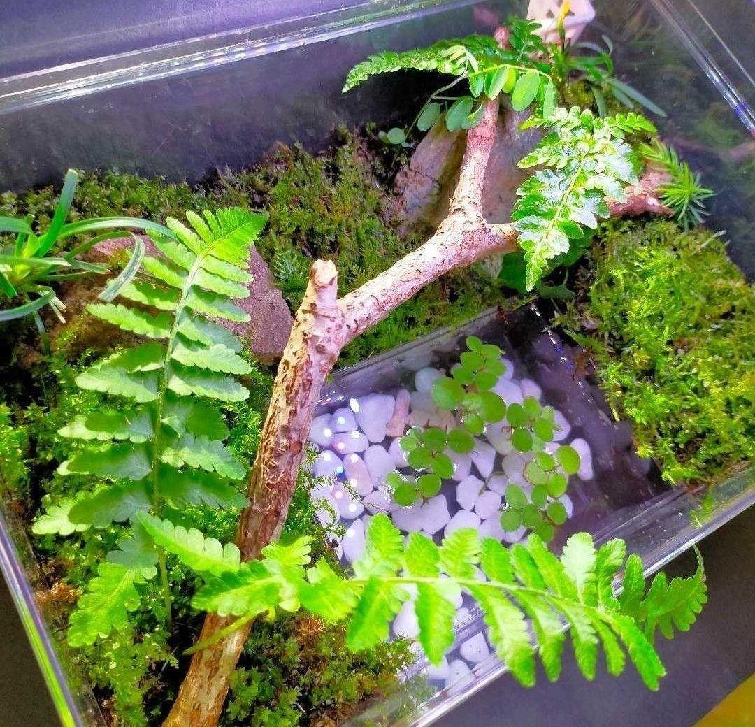 自然中の飼育箱、苔テラリウム(枝でアーチ)