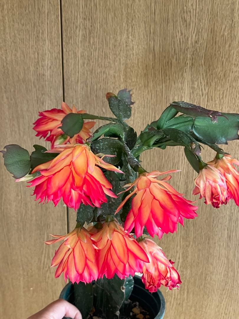 シャコバサボテン　接ぎ木　大きめ