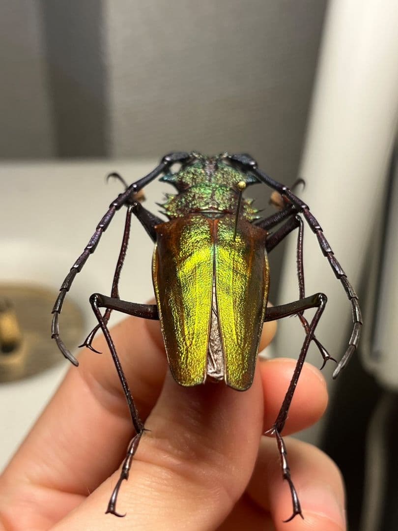 【赤黄緑青】ルリオニカミキリ ムラサキオニノコギリカミキリ キンオニ標本