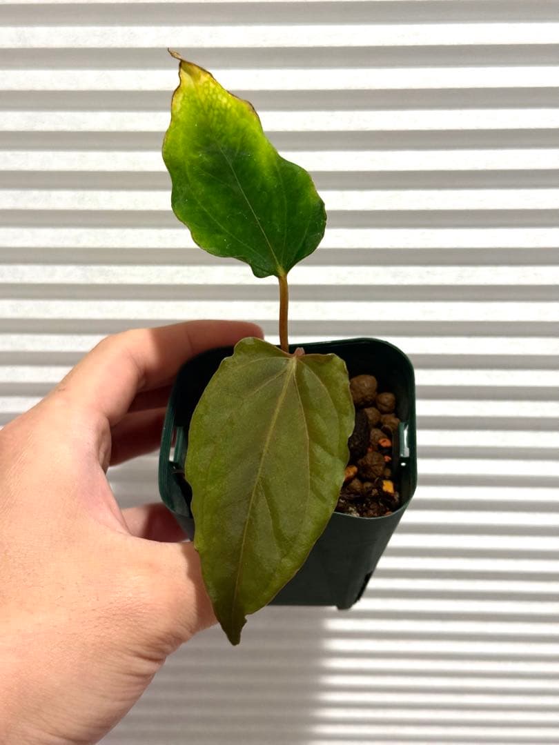 g*き様 アンスリウム papi Ralph Lynam（JV）self