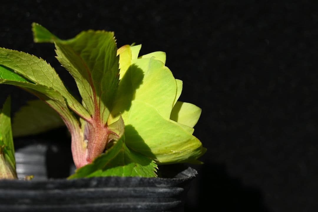 クリスマスローズ　超1級品！親株放出メロンゴールド　加藤農園