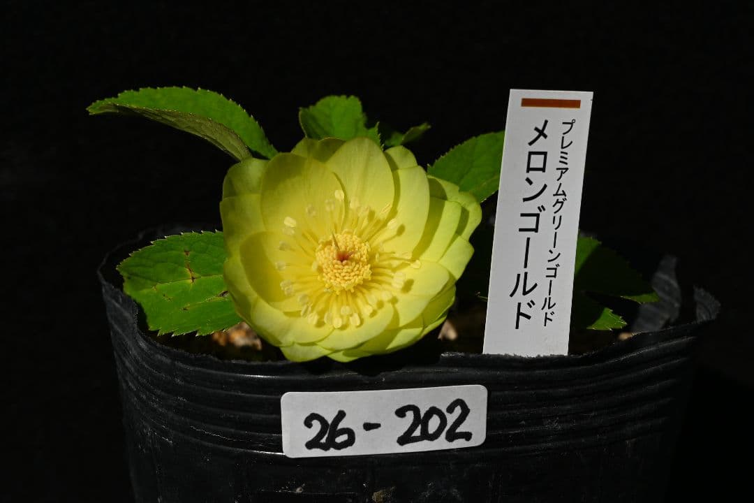 クリスマスローズ　超1級品！親株放出メロンゴールド　加藤農園