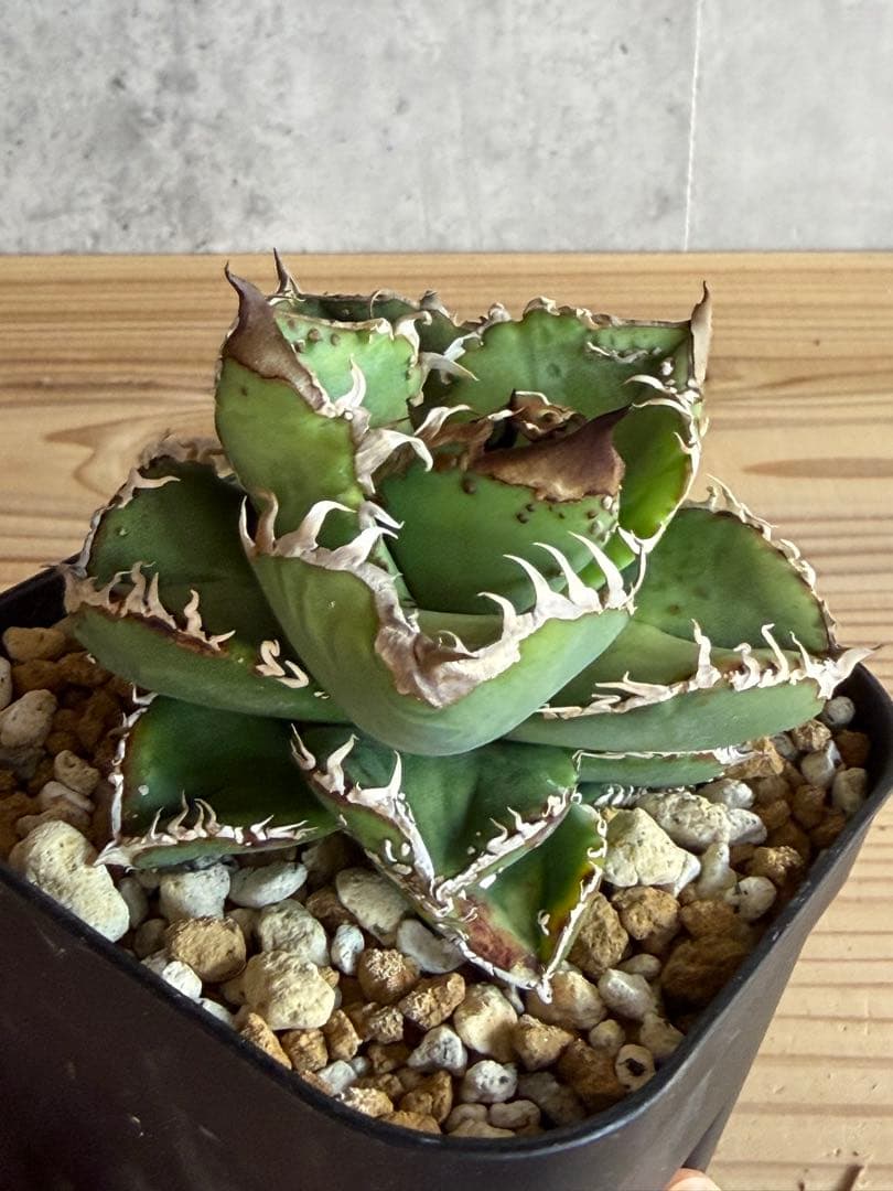 アガベ　チタノタ　冰雹