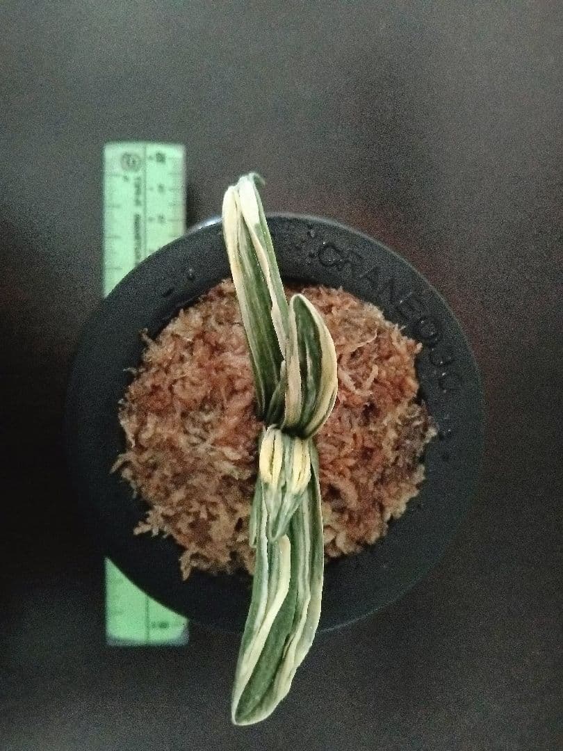 青い鳥万年青「瑞泉」