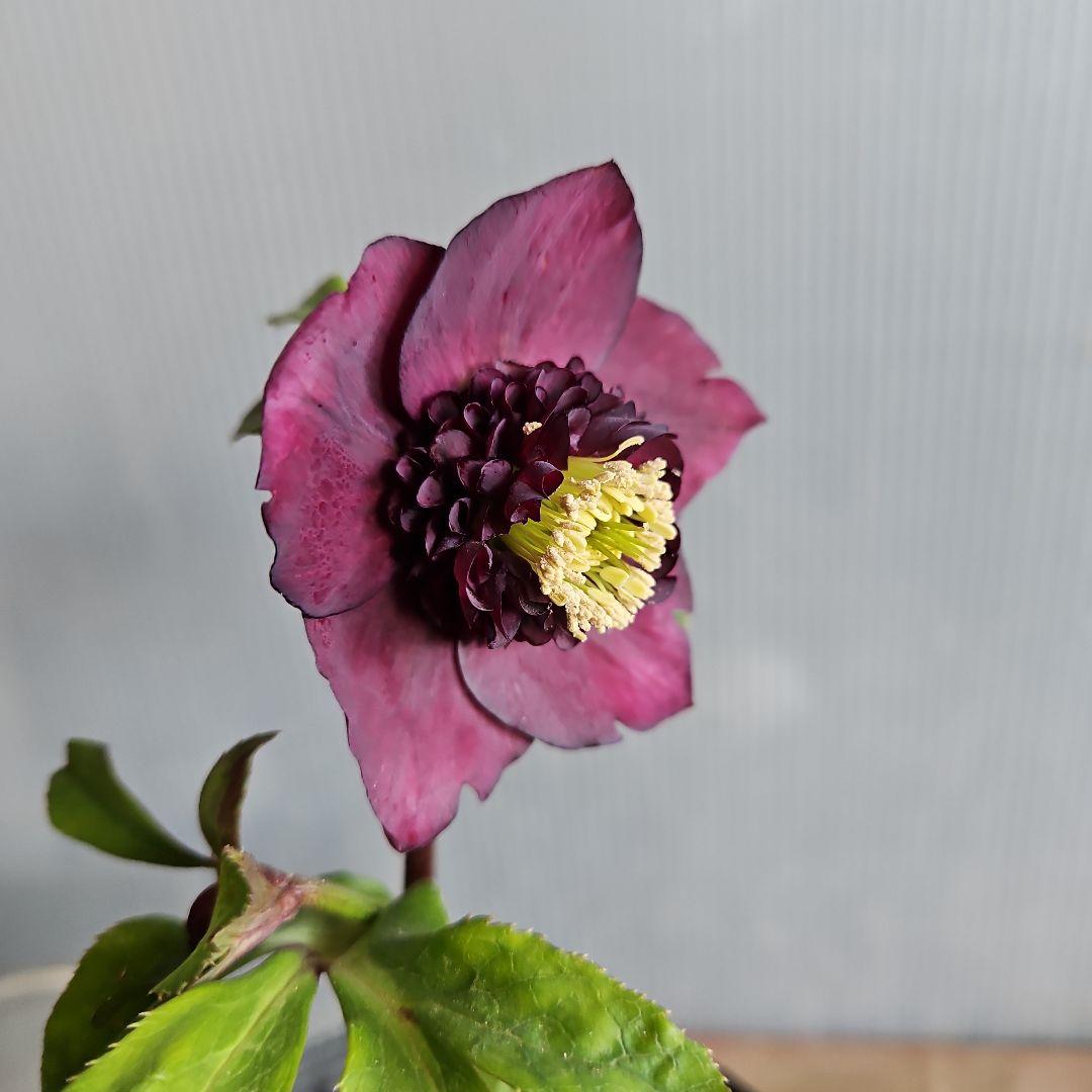 ✿㉖-352クリスマスローズ