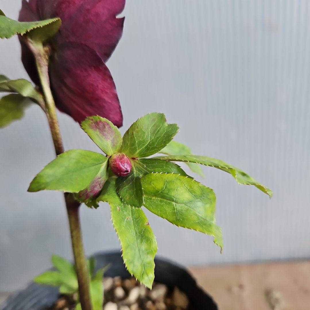 ✿㉖-352クリスマスローズ