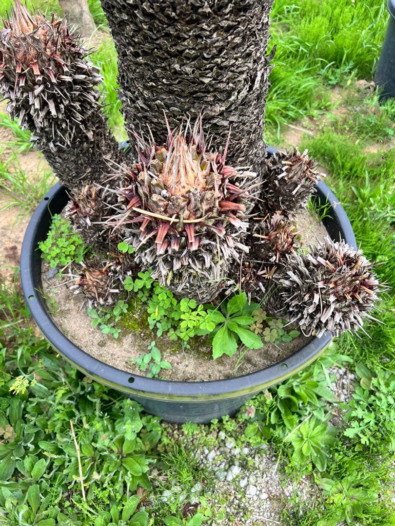 ソテツ　鉢植え　幹尺約1.2m