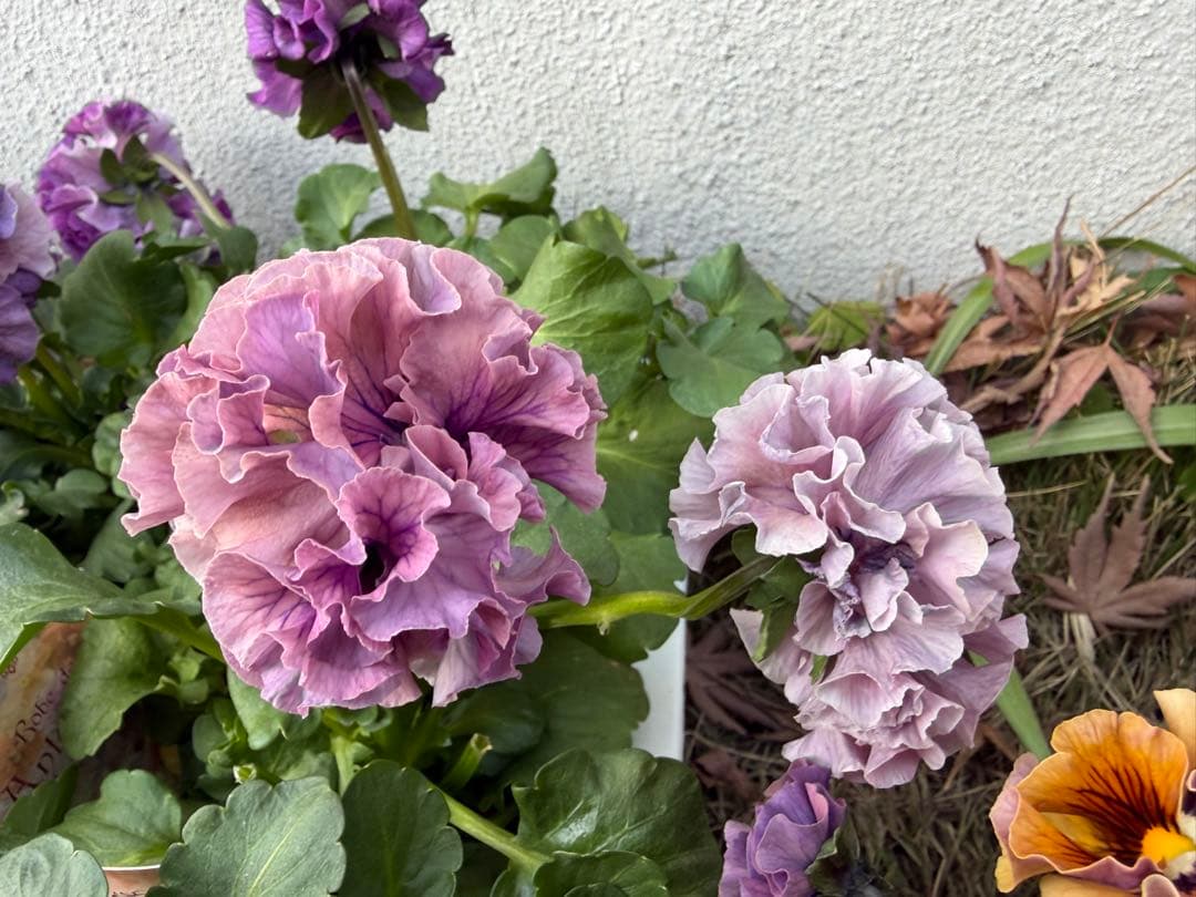 アントワネットとロココ　合計20個