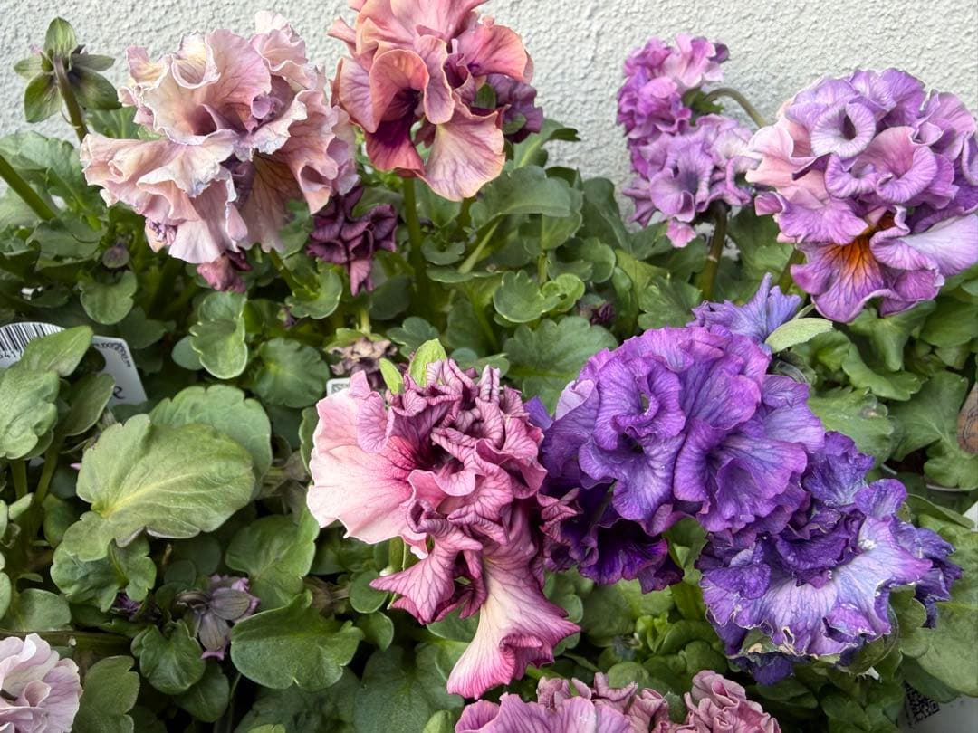 アントワネットとロココ　合計20個