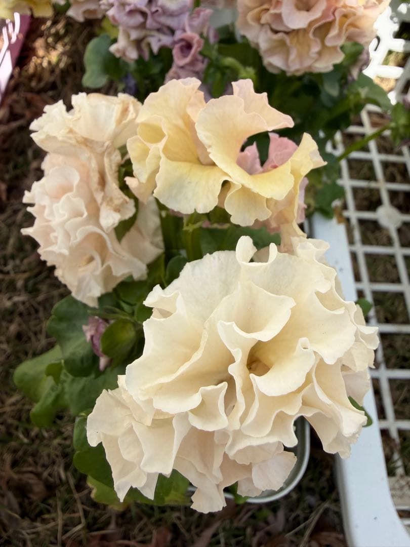 アントワネットとロココ　合計20個