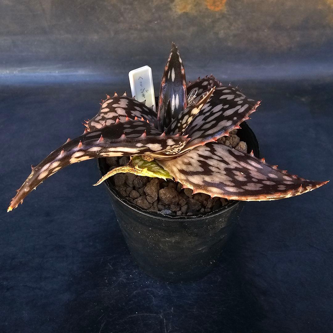 速達発送☆多肉植物 アロエ属 ヘミンギー