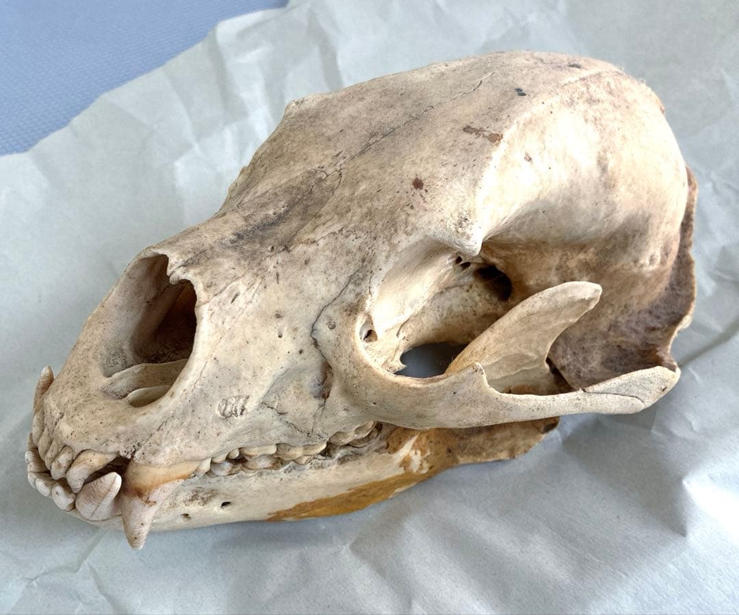 ツキノワグマ　頭骨　頭蓋骨　標本　置物