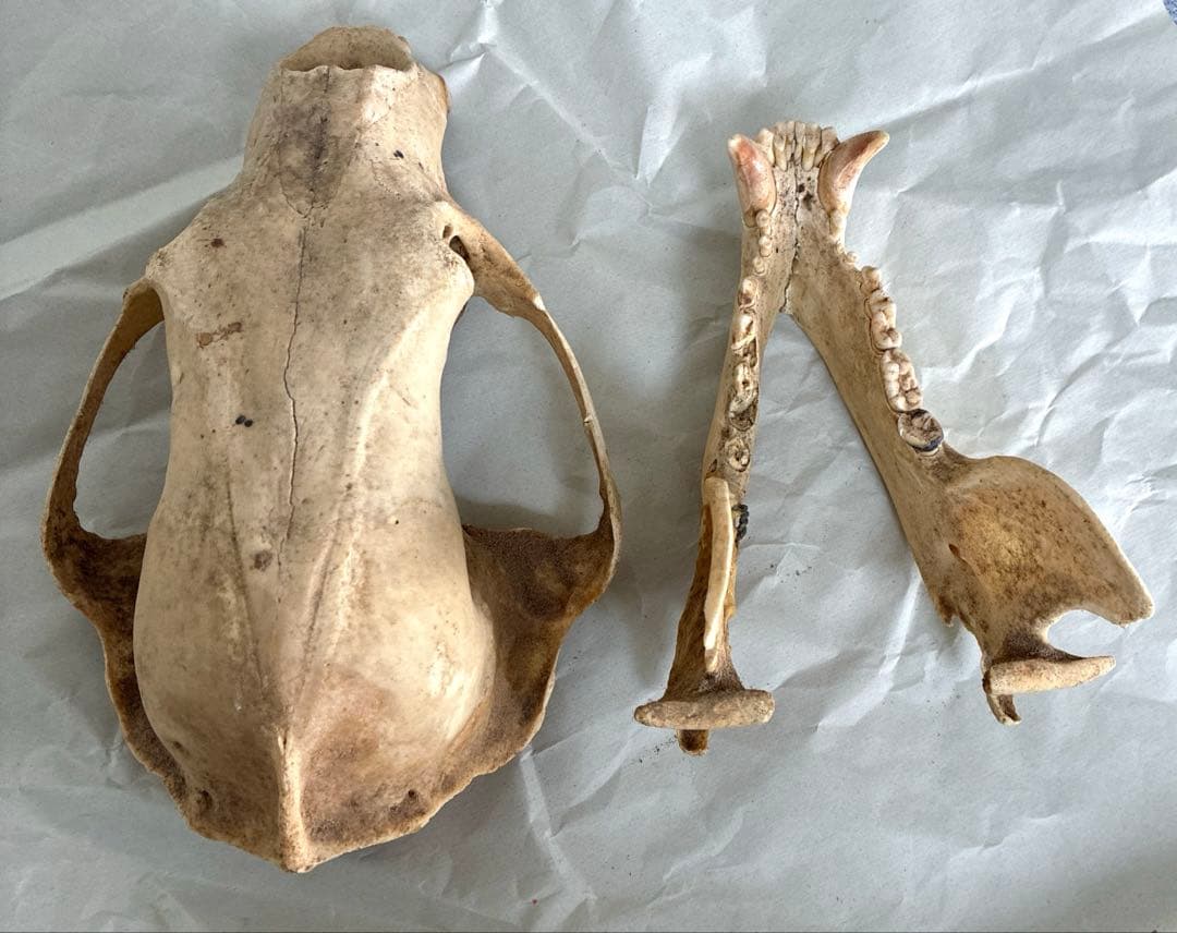 ツキノワグマ　頭骨　頭蓋骨　標本　置物