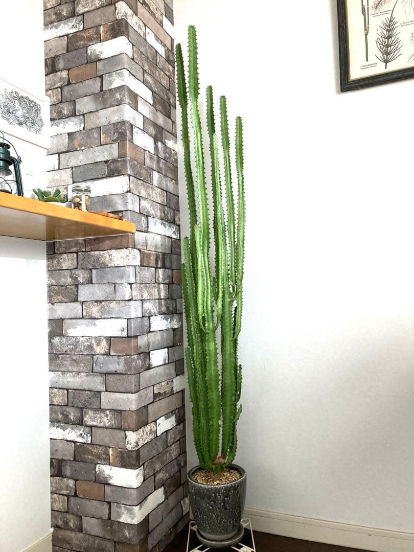 【特大】ユーフォルビア トリゴナ おしゃれ 陶器鉢 観葉植物 多肉植物 手渡し