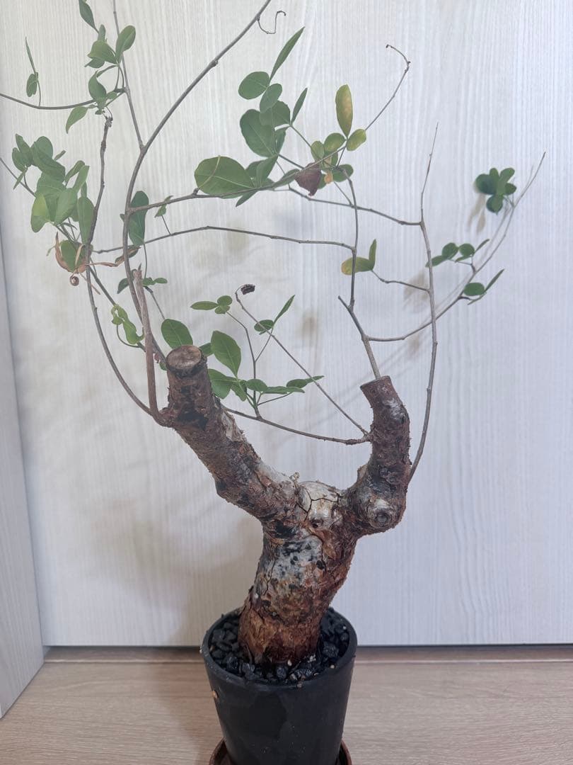 塊根植物 コミフォラ・オルビクラリス