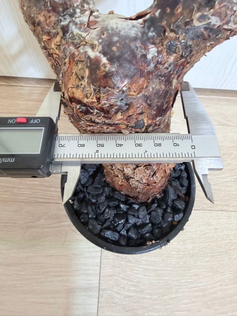 塊根植物 コミフォラ・オルビクラリス