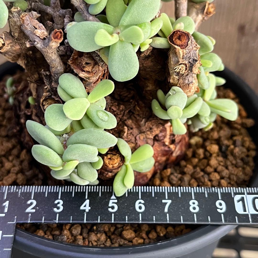 G ケラリアピグマエア 極太 塊根 発根済み現地球