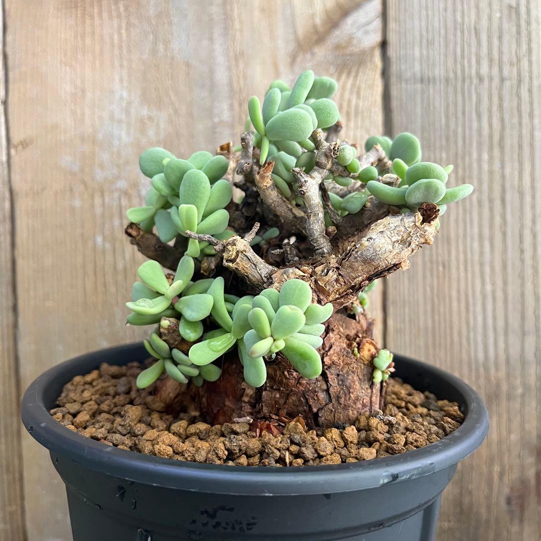 G ケラリアピグマエア 極太 塊根 発根済み現地球