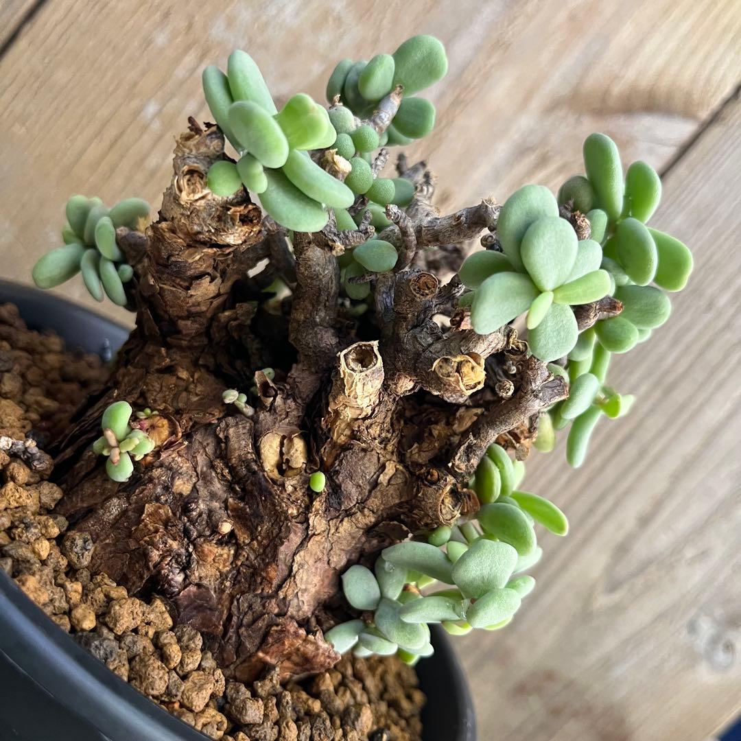 G ケラリアピグマエア 極太 塊根 発根済み現地球