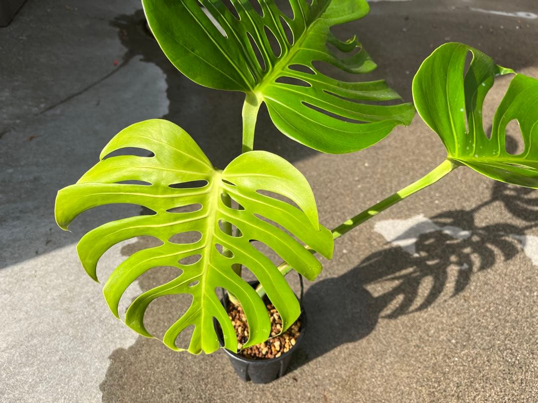 モンステラ デリシオーサ スケルトン 検索 シエラナ ミューテーション 実生