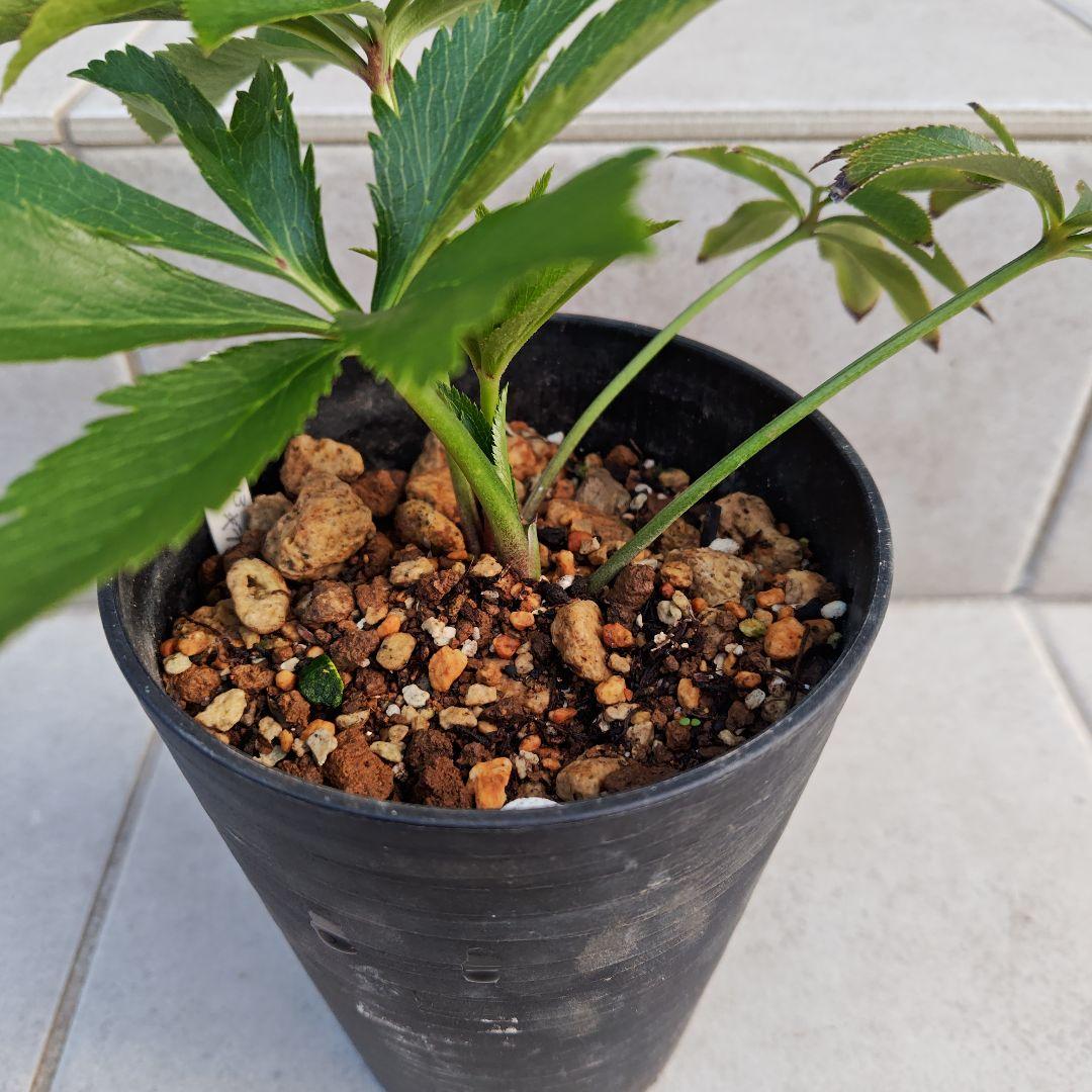 ま*️様 クリスマスローズ 加藤農園 キラメキ☆ 株分け