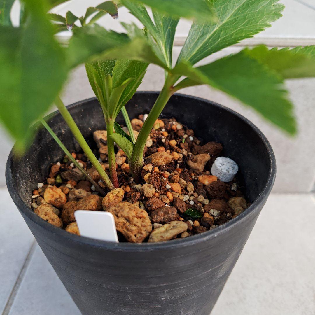 ま*️様 クリスマスローズ 加藤農園 キラメキ☆ 株分け