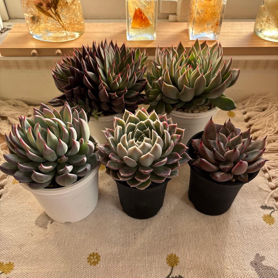 Echeveria、5点セットです(^-^)