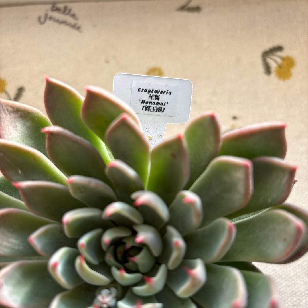 Echeveria、5点セットです(^-^)