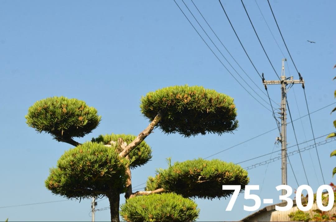 美品✨️Nikon D7000◎ズーム2本＋元箱付！風景・人物・遠景まで幅広く◎