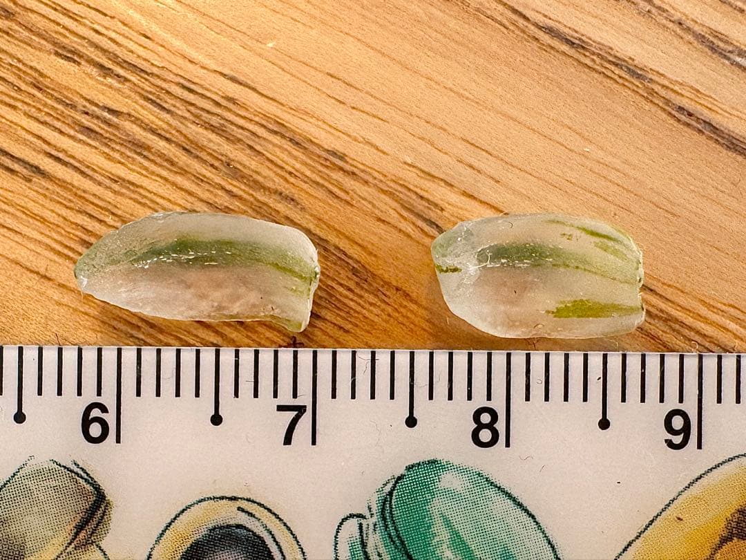 ハオルチア　王蟲　大きめ　葉挿し苗＆ハオルチア　月の恋人　葉挿し苗×2　速達便