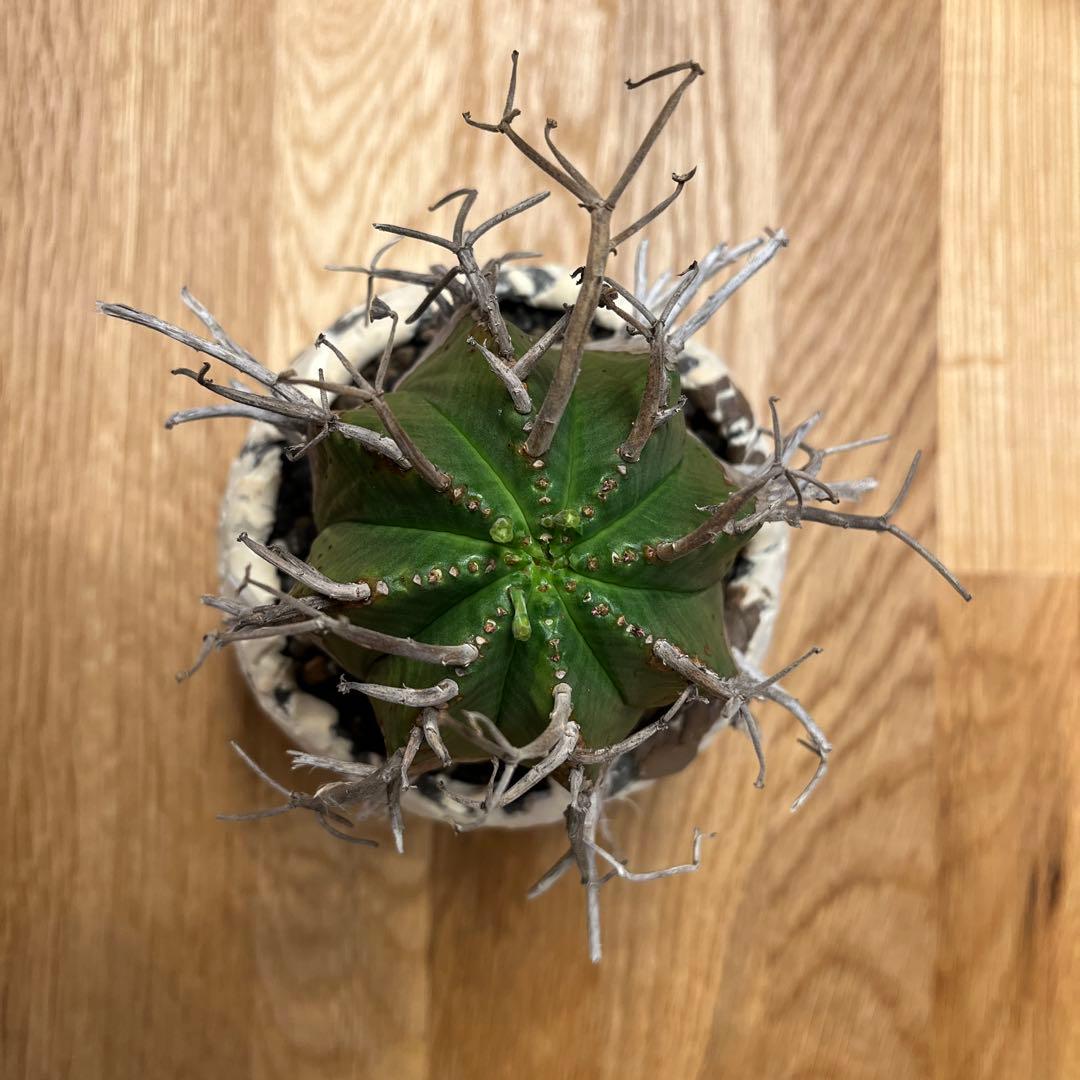 ユーフォルビア　バリダ　【スーパーバリダ】　有名店の株