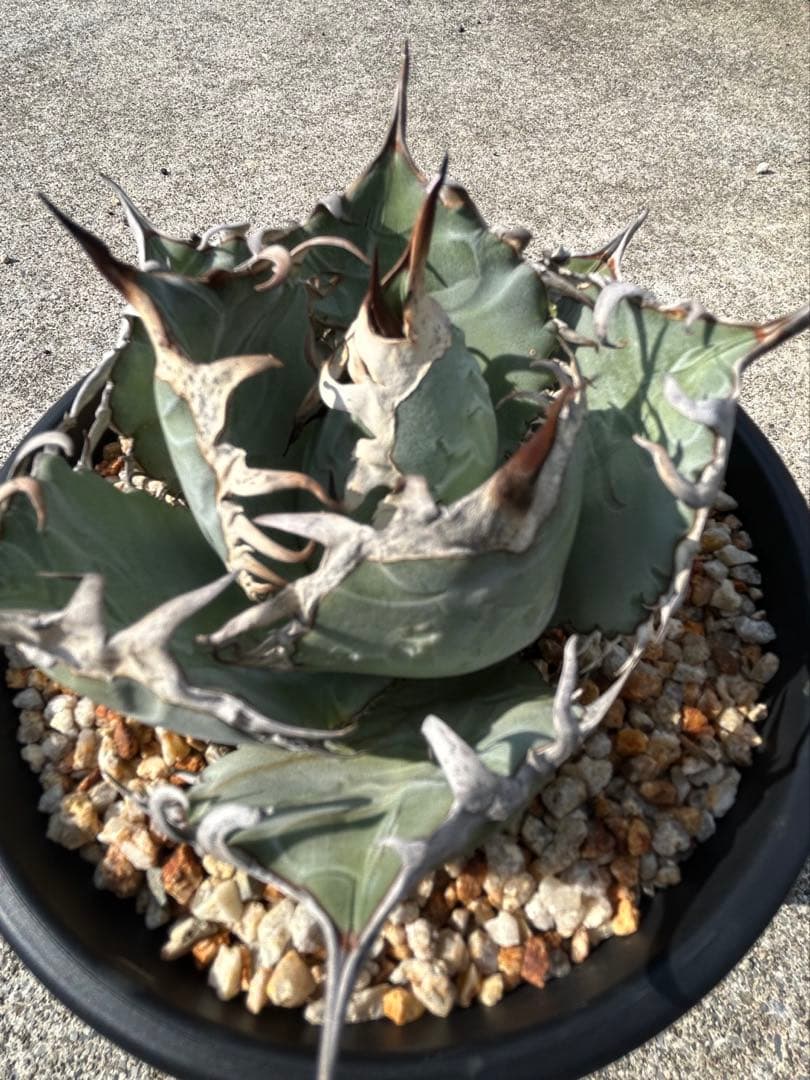 アガベ oaxaca oteroi 青葉 短葉 オアハカ オテロイ