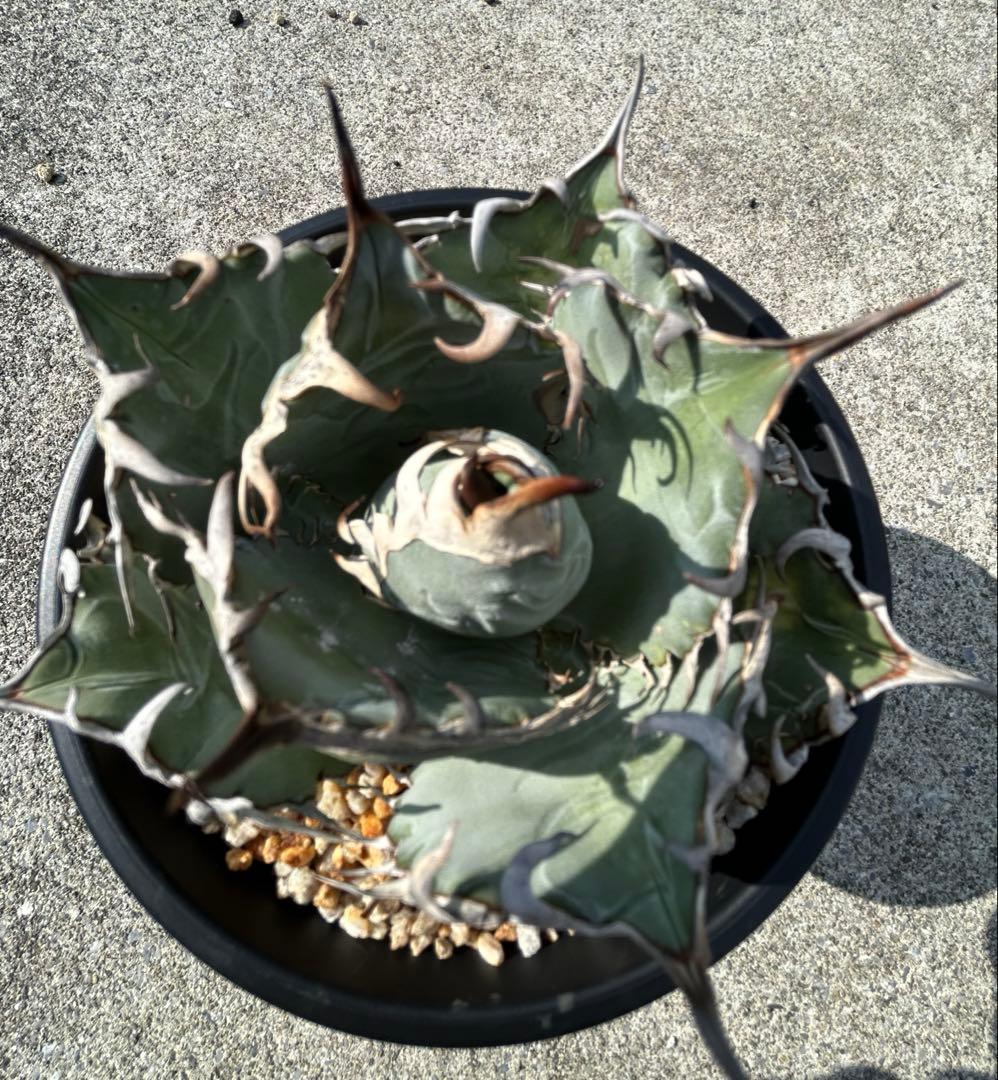 アガベ oaxaca oteroi 青葉 短葉 オアハカ オテロイ