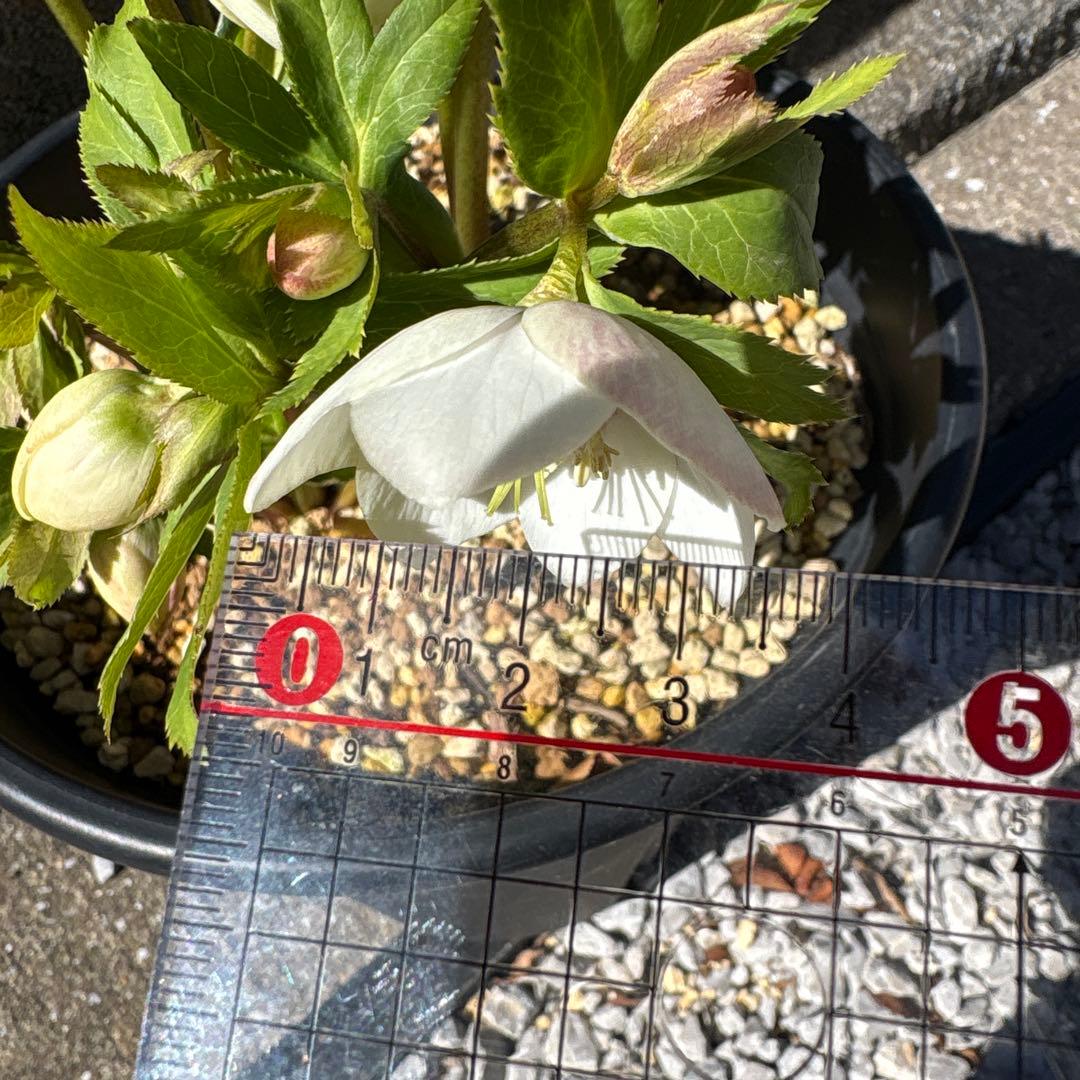 クリスマスローズ　花芽多数