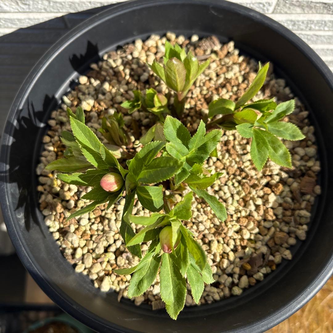 クリスマスローズ　花芽多数