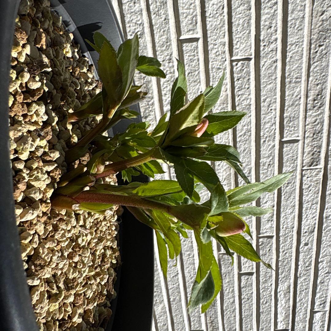 クリスマスローズ　花芽多数