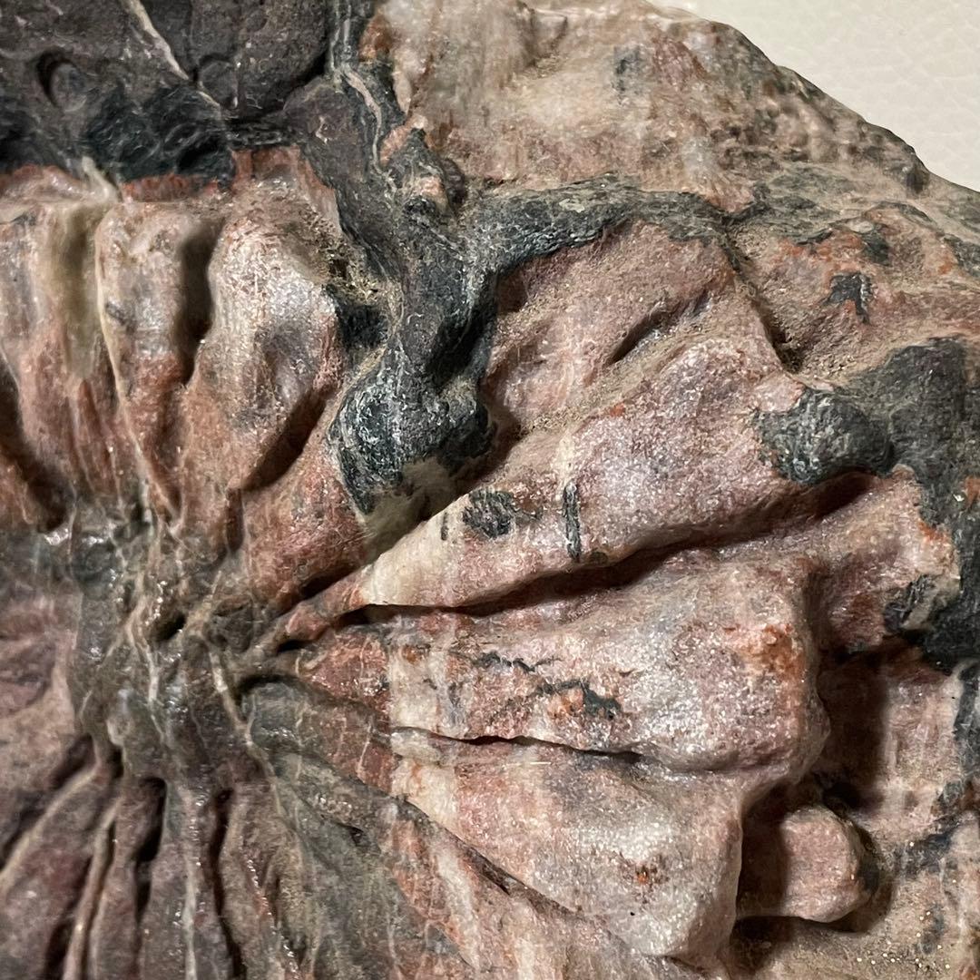 希少 天然 菊花石 観賞石 盆石 水石 木製台座付き 置物 インテリア 特大大型