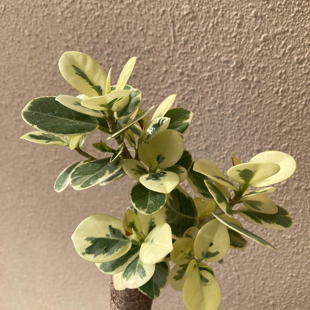 接木　パンダガジュマル斑入り　大苗