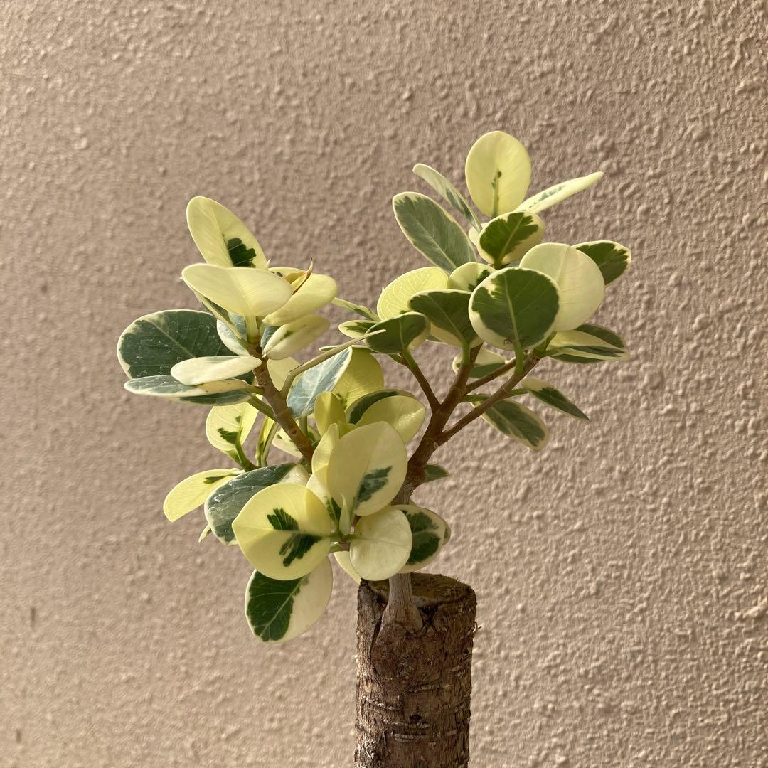 接木　パンダガジュマル斑入り　大苗