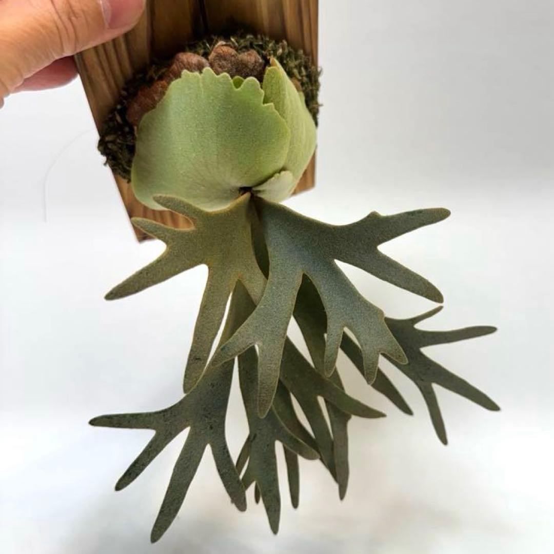 Y*s様 ◆ P.Willinckii ‘OMG’ spore（O-009）