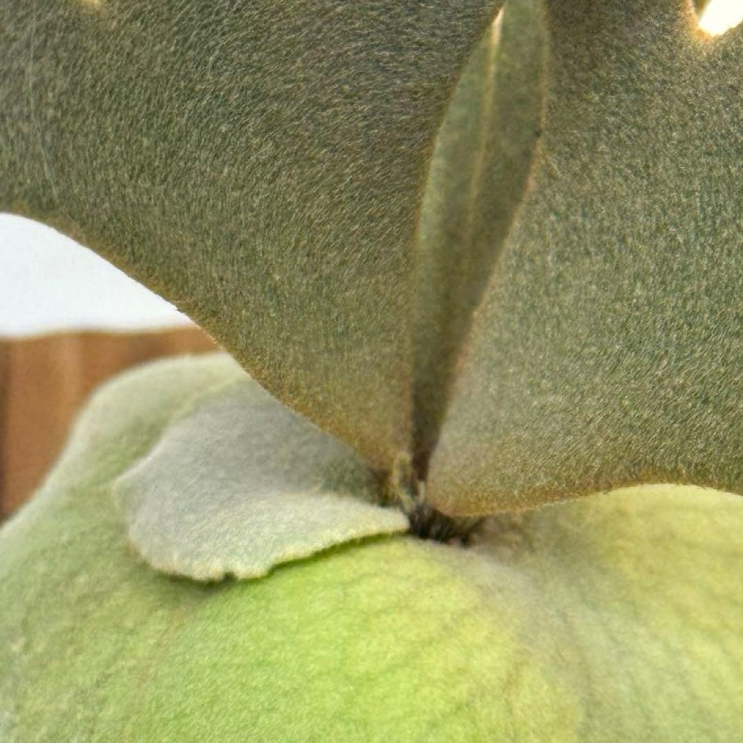 Y*s様 ◆ P.Willinckii ‘OMG’ spore（O-009）