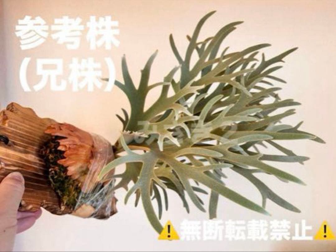 Y*s様 ◆ P.Willinckii ‘OMG’ spore（O-009）