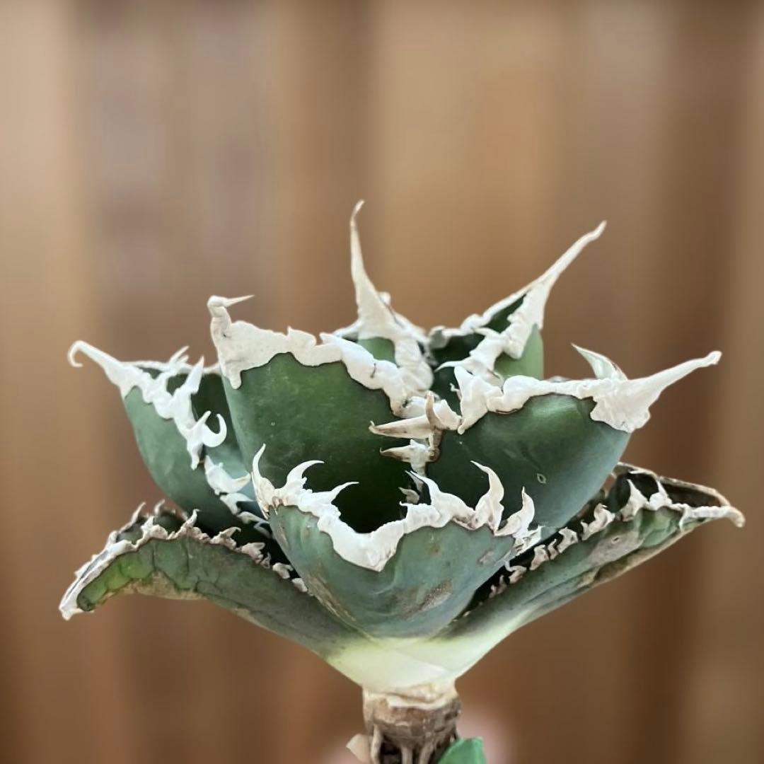 【初売りセット⑧】92 選抜2株　アガベ　白豪刺　狼人　白棘対決　TC【速達】