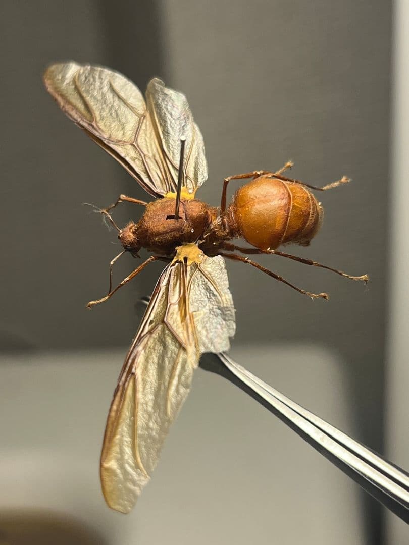 【開翅標本】ハキリアリの一種 オス Atta sp. ハチタランチュラホーク