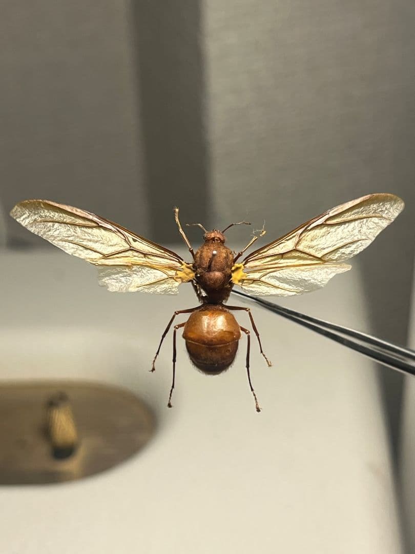 【開翅標本】ハキリアリの一種 オス Atta sp. ハチタランチュラホーク